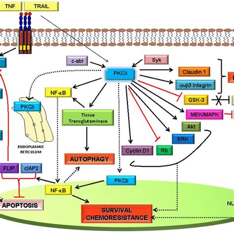 Pdf Two Faces Of Protein Kinase C Delta The Contrasting Roles Of Pkc Delta In Cell Survival