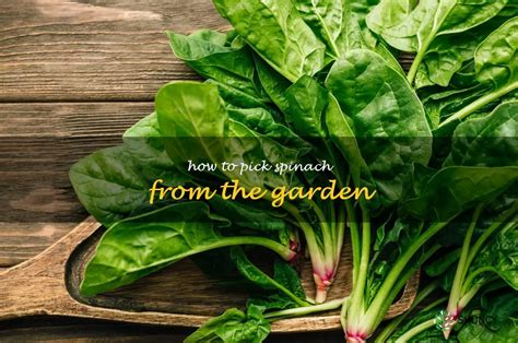 Tips For Harvesting Spinach From Your Garden Shuncy