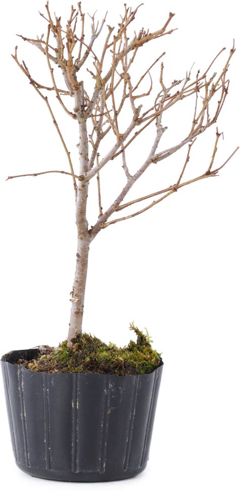 Zelkova Serrata 15 Cm 4 Anni Bonsai Plaza