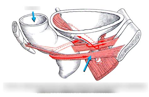 Puborectalis muscle Diagram | Quizlet