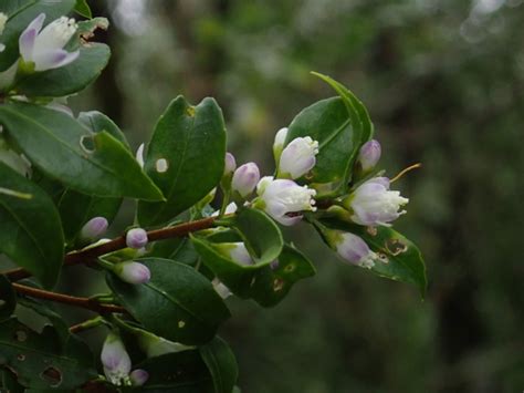 Korumarjat (Symplocos)