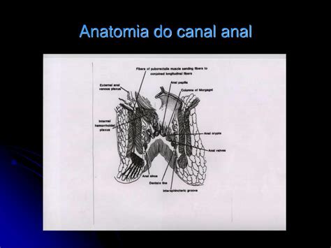 Ppt Patologia Peri Anal Disciplina De Cirurgia Clínica 4º Ano Da