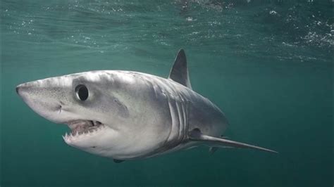 Porbeagle Shark, Porbeagle Shark Facts, Porbeagle Shark Appearance ...