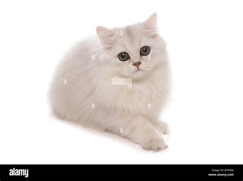 Silver Chinchilla Persian Cat Hi Res Stock Photography And Images Alamy