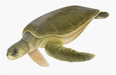 Australian Drawing Sea Turtle Natator Depressus Png Free