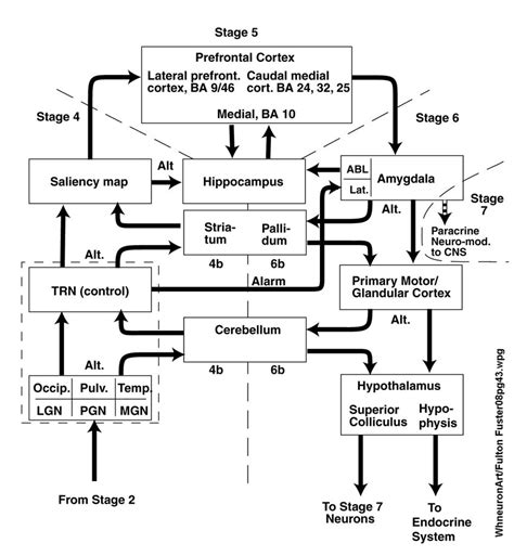 5.1-2 Connectivity of the prefrontal cortex with structures involved in ...