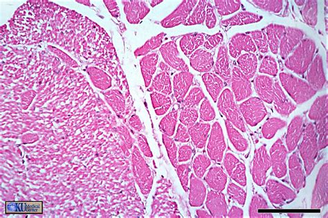 5 Smooth Muscle