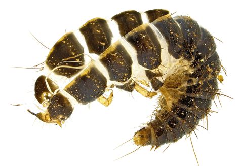 Larva Dermestes Maculatus Bugguidenet