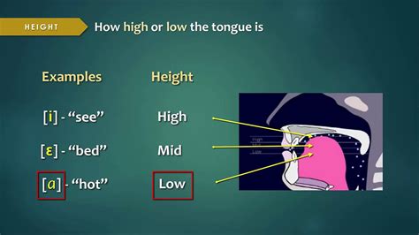 Phonetics Classification Of Vowels