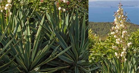 Yucca Gloriosa Care Growing The Spanish Dagger Plant Hagearbeider