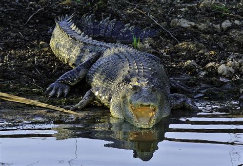 Salzwasserkrokodil Saltie Crocodylus Porosus Das Leist Flickr