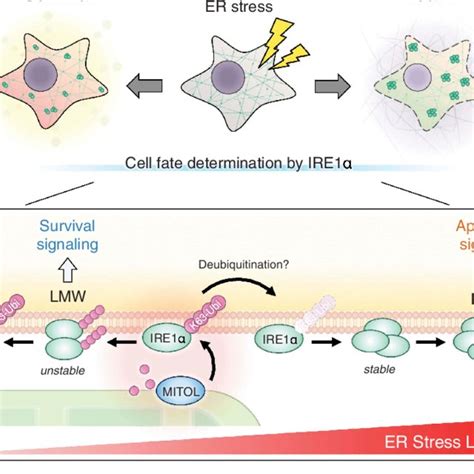 Pdf Mitochondrial Retrograde Signaling To The Endoplasmic Reticulum