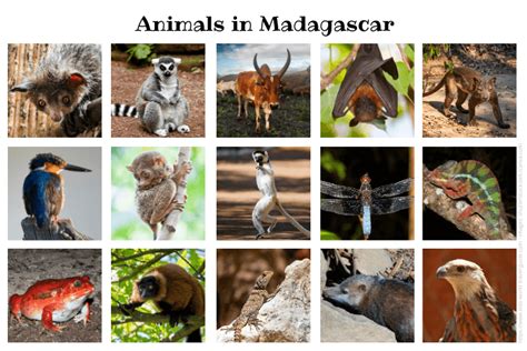 Native Madagascar Animals Cheap Sale | dakora.com.co