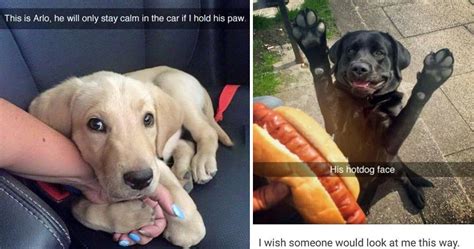 15 Adorable Dogs Who Will Definitely Make Your Day Better