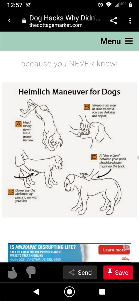 Dog Heimlich | Heimlich maneuver for dogs, Dog heimlich, Dog hacks