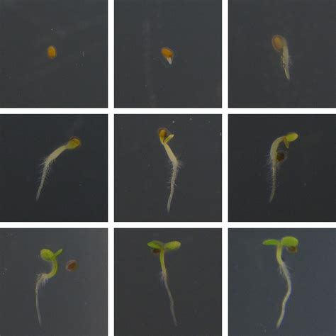 Arabidopsis Germination Arabidopsis Thaliana Babies Hatch Flickr