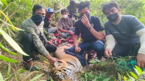 Harimau Sumatera Yang Serang Dua Petani Di Langkat Akhirnya Berhasil