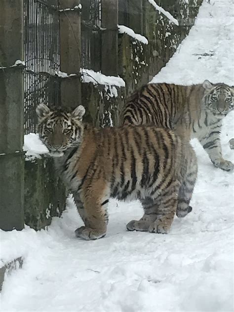 Three month old tiger cubs - ZooChat