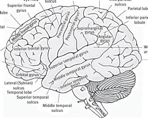 Representation Of Human Cortical Lobes And Gyri On Brain Surface