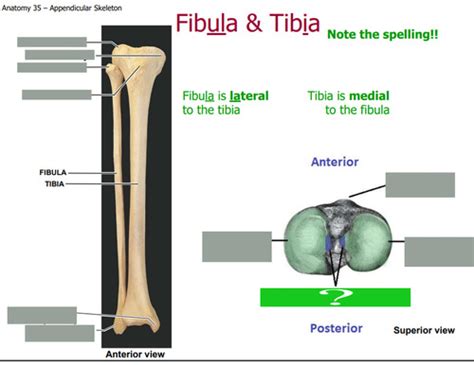 Patella Tibia And Fibula Flashcards Quizlet