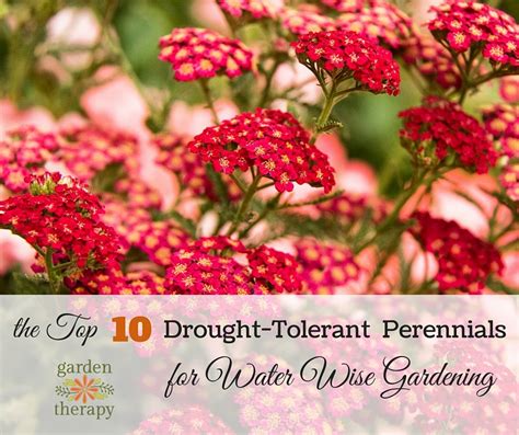 Top 10 Drought-Tolerant Perennials