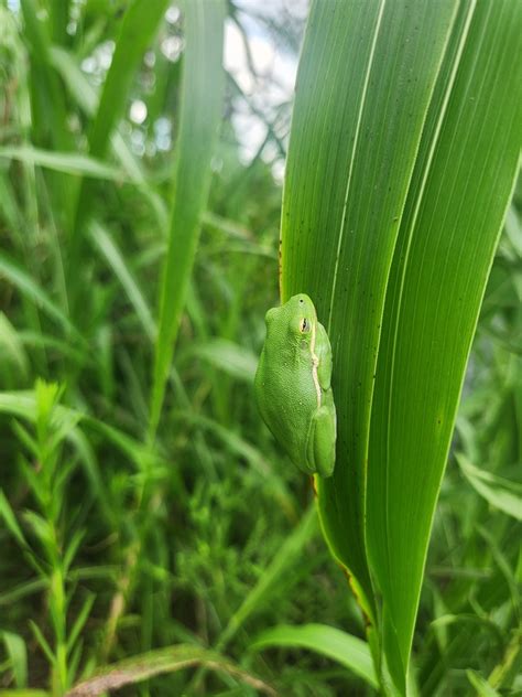 Green Treefrog From Lake Jackson TX USA On August 17 2024 At 12 44