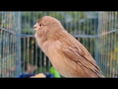 Canary Bird Singing Song For Training Canaries - YouTube