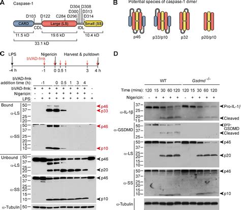 Figure From Caspase Self Cleavage Is An Intrinsic Mechanism To