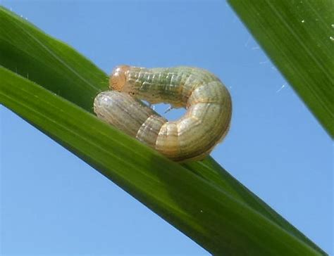 Grass Skipper Larva Bugguidenet