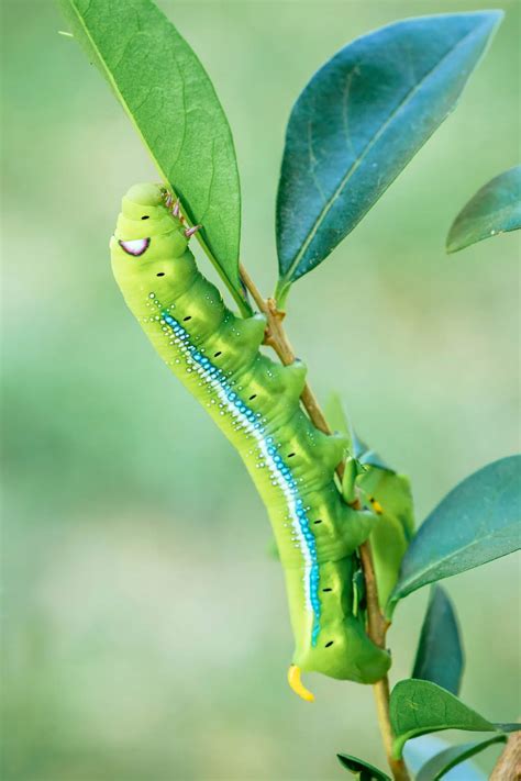 Caterpillar Identification A Visual Guide To 32 Types Of Green Caterpillars In Your Garden Artofit