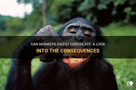 Can Monkeys Digest Chocolate A Look Into The Consequences Petshun