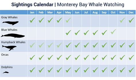 Monterey Whale Watching Season 7 Must Know Tips