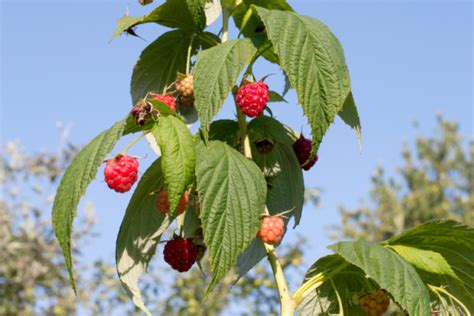 Himbeeren Schneiden Tutorial Mit Anleitungen Und Bildern