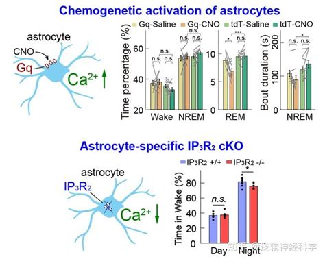 Cell Discov︱徐敏 张思宇团队合作揭示研星形胶质细胞调控睡眠 觉醒的新机制 知乎