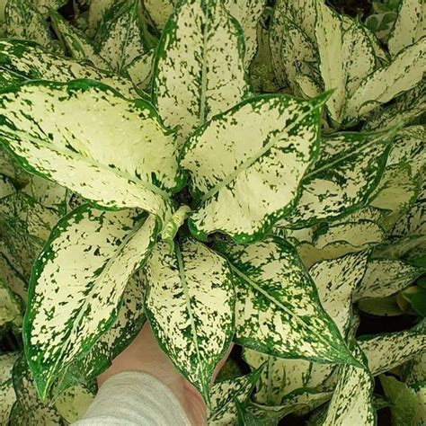 Jual Aglonema Snow White Tanaman Hias Aglaonema Snow White Remaja 4 5