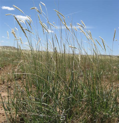 Stevenson Intermountain Seed Pleuraphis Jamesiigalleta Grass