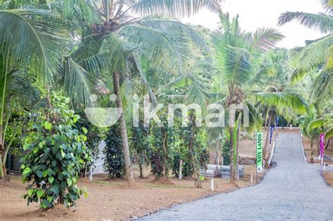 Ragama Land For Sale Delpe Road Ikman