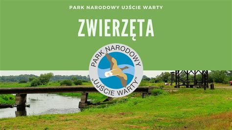 Park Narodowy Ujście Warty Zwierzęta