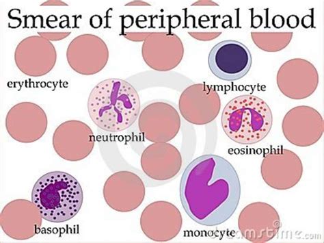 Normal Peripheral Blood Smear