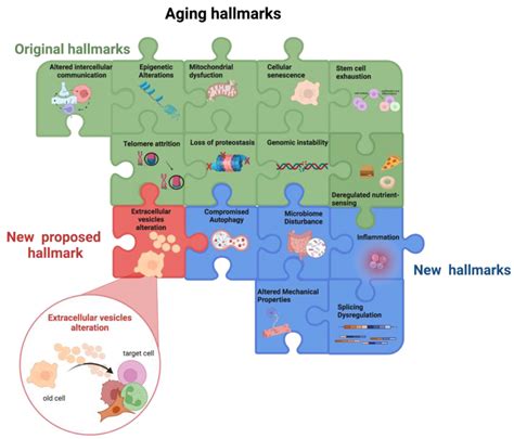 Cells Free Full Text Extracellular Vesicles In Aging An Emerging