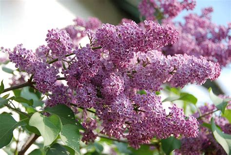 Lilac Bush Care In Spring How To Grow A Lilac Bush Tips For Growing Lilac Learn How To Prune