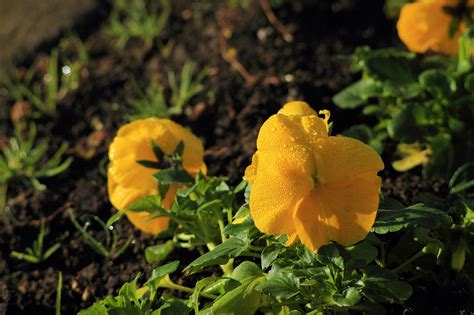 Amarillo Bloem Oranje Gratis Foto Op Pixabay Pixabay