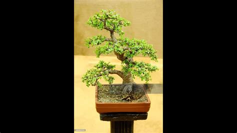 Bonsai Tree Ii How To Bend A Large Bonsai Ii Bonsai For Beginner Ii