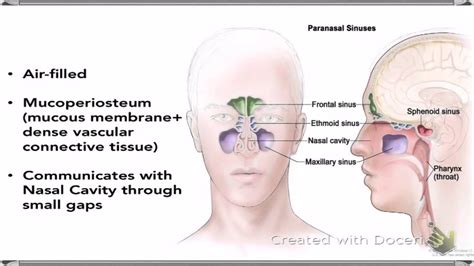 Nasal Cavity And Paranasal Sinuses Youtube