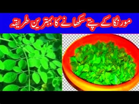 How To Dry Moringa Leaves Naturally How To Dry Moringa Leaves At Home