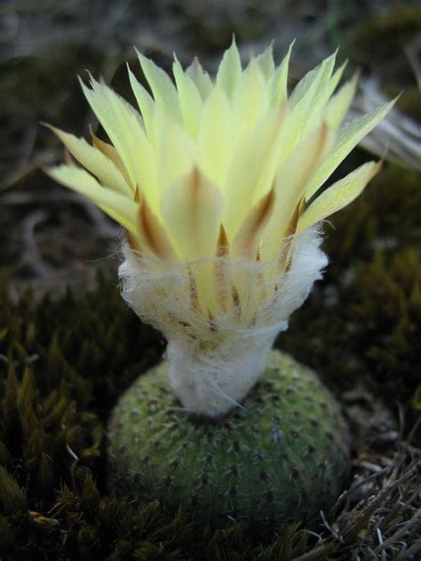 Frailea Phaeodisca Brazilian Native Ball Shape Few Spines Kaktus