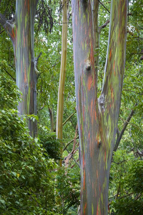 How To Grow And Care For A Rainbow Eucalyptus Tree