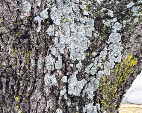 Lichens On Trees Not To Worry Laidback Gardener