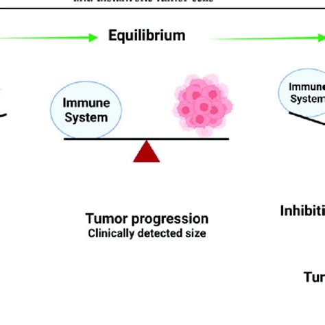 Interactions Between The Immune System And Tumor Cells Can Determine