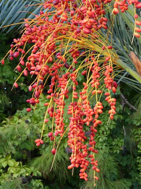 Edit free photo of Date palm fruit,date,palm,fruit,red - needpix.com